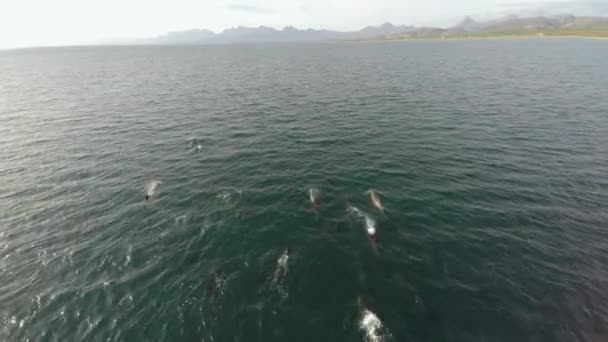 Aerial Shot Group Dolphins Loreto Bay National Marine Park Baja — Stock Video