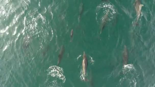 カリフォルニア スールのロレート湾国立海洋公園で泳ぐイルカのポッドの空中中央飛行機 — ストック動画