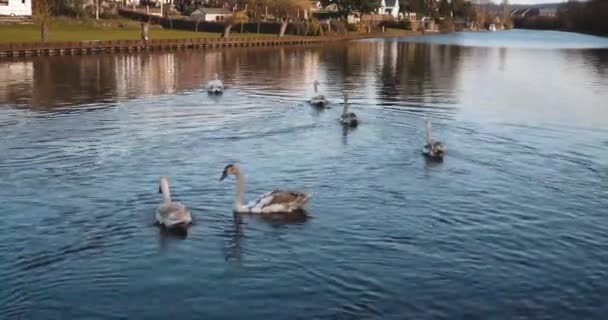 Семья Красивых Белых Лебедей Плавающих Через Канал Яркий Летний День — стоковое видео