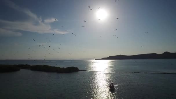 Fotografia Aérea Aves Fragatas Voando Ilha Espiritu Santo Parque Nacional — Vídeo de Stock
