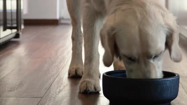 Biały Pies Jedzący Jedzenie Czarnej Miski — Wideo stockowe
