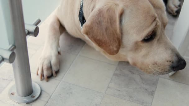 Labrador Retriever Ruht Auf Balkon — Stockvideo