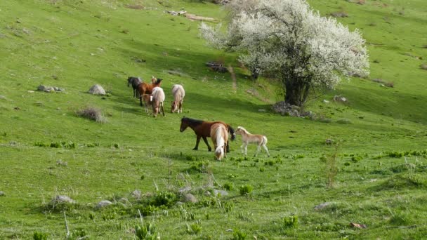 Herd Free Grazing Horses Little Horse Donkey Goes Horses Spring — Stock Video