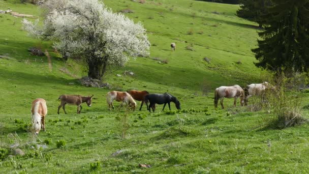 Herd Free Grazing Horses Little Horse Donkey Goes Horses Spring — Vídeo de Stock