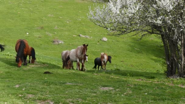 Herd Free Grazing Horses Semi Wild Horses Bred Themselves Little — стоковое видео