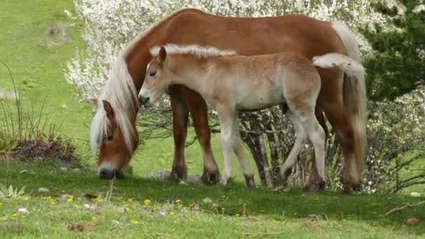 Herd Free Grazing Horses Semi Wild Horses Bred Themselves Little — Wideo stockowe