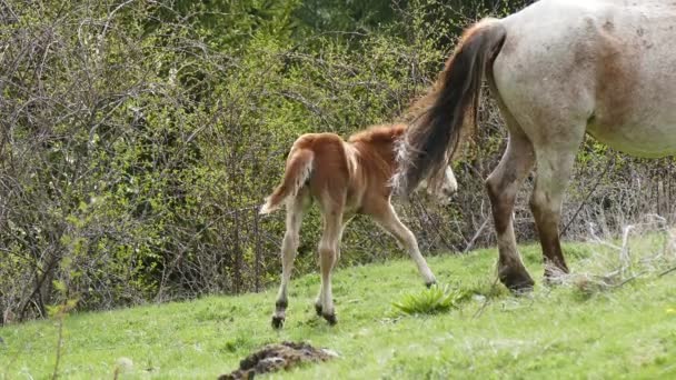 Herd Free Grazing Horses Semi Wild Horses Bred Themselves Little — Wideo stockowe