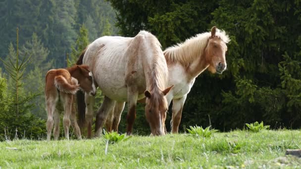 Herd Free Grazing Horses Semi Wild Horses Bred Themselves Little — Stock Video