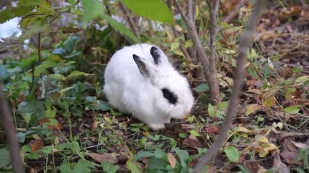 Rabbit Focused Eating Its Food Forest — Stockvideo