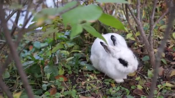 Kaninchen Isst Gern Wald — Stockvideo