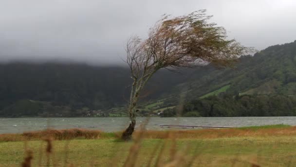 Ett Träd Dansar Vinden Lake Sete Cidades Sao Miguel Portugisiska — Stockvideo