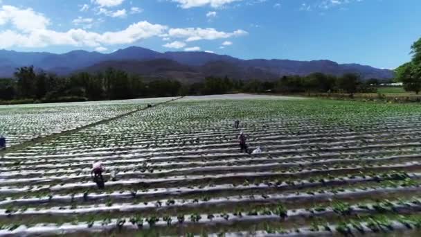 Πετώντας Πάνω Από Ένα Χωράφι Τους Αγρότες Στο San Juancito — Αρχείο Βίντεο