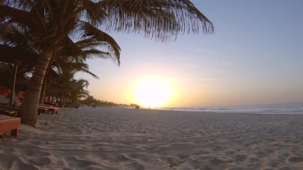 Palm Tree Exotic Beach Tourist Resort Sunset Calm Wind — Stock video