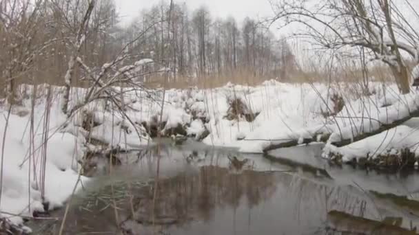 Pan Shot Frozen Pond Forest — 비디오