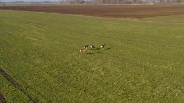 Roe Deer Walking Green Agricultural Field Aerial View — Video