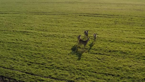 Roe Deer Walking Green Agricultural Field Aerial View — стоковое видео