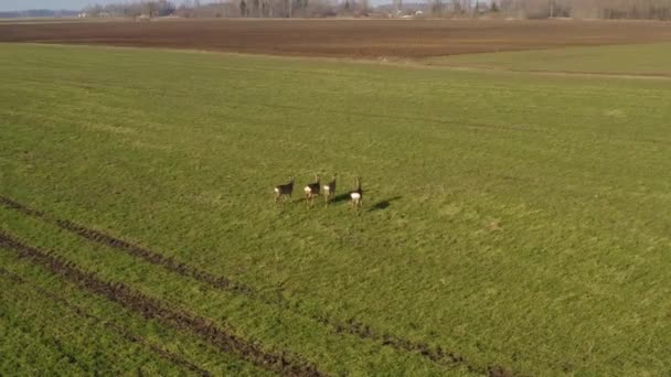 Roe Deer Walking Green Agricultural Field Aerial View — Videoclip de stoc