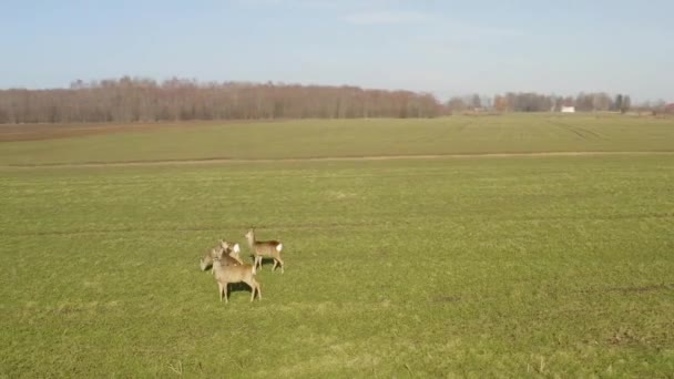 Roe Deer Walking Green Agricultural Field Aerial View — Stockvideo