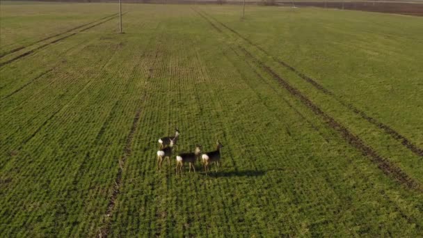 Roe Herten Lopen Landbouwgebied Luchtfoto Van Achteren — Stockvideo