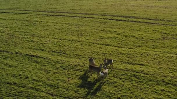 Roe Deer Walking Green Agricultural Field Aerial View — стоковое видео
