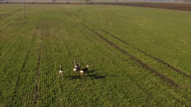 Roe Herten Lopen Landbouwgebied Luchtfoto Van Achteren — Stockvideo