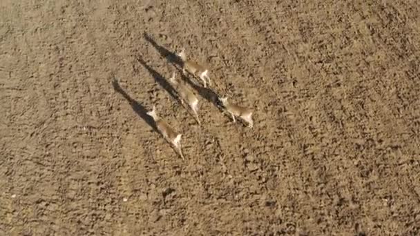 Roe Deer Walking Agricultural Field Aerial View — Video