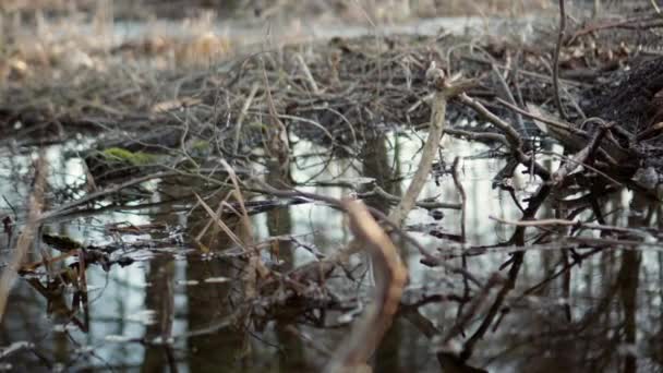 Marsh Swamp Lake Video — Stockvideo