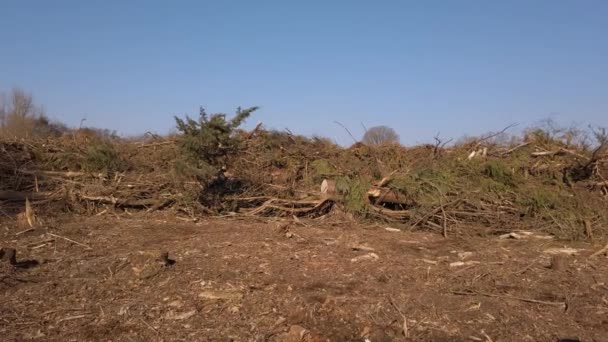 Cortar Árboles Para Despejar Tierra Para Desarrollo Viviendas — Vídeos de Stock