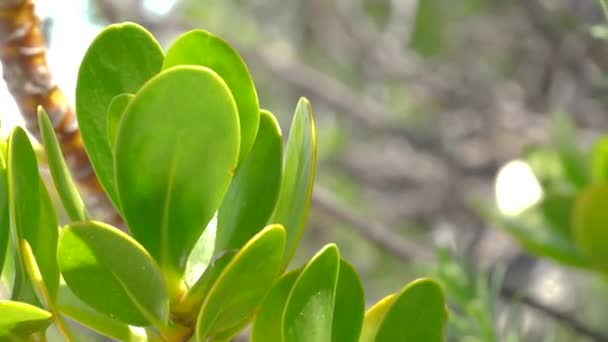 Greean Leaves Shot Sea Side Plants — стоковое видео