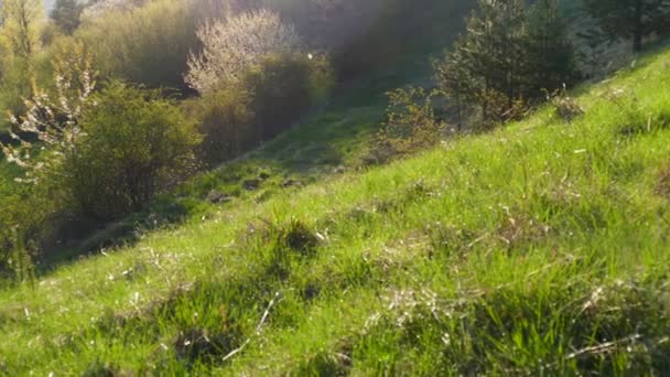 Ráno Rhodopských Horách Bulharsko Slunce Vychází Vrcholky Hor Osvětluje Zelenou — Stock video