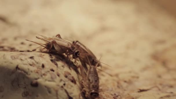 Three Crickets Interacting Together — Stock Video