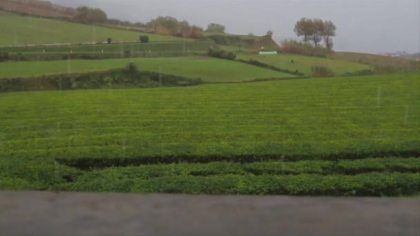 Une Plantation Thé Vue Une Fenêtre Intérieure Sous Pluie Sao — Video