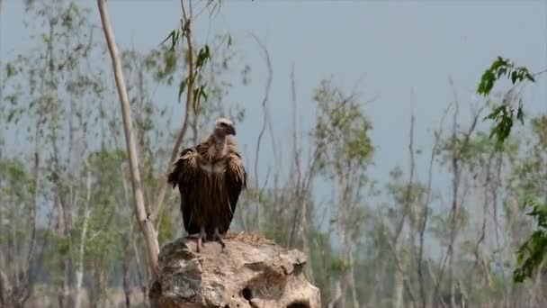 Himalayan Griffon Vulture Threatened Due Toxic Food Source Habitat Loss — Stock Video