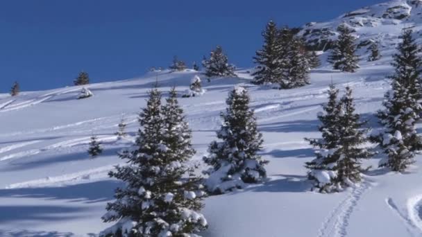昼間の山の雪に覆われた松の木のショットを移動する天気の良い日 — ストック動画