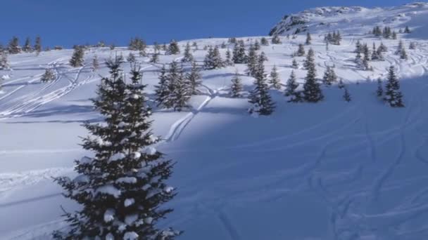 Fenyőfák Hegyekben Egy Snowboardossal Távolban Nappal Fényes Napos Időjárás Kék — Stock videók
