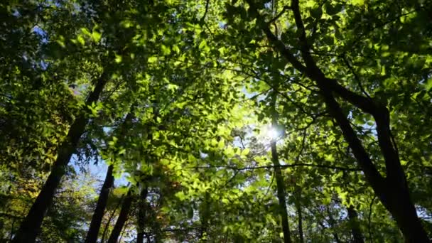 Movimiento Temporal Los Árboles Forestales Con Efecto Flujo Óptico — Vídeos de Stock