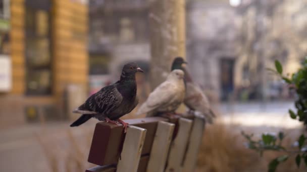 Palomas Urbanas Despegando Banco Una Calle Ciudad 180 Fps Cámara — Vídeos de Stock