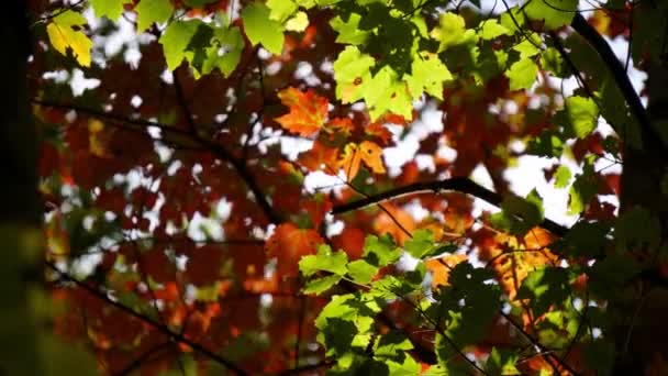 Autumn Leaves Backlit Sunlight Quiver Time Lapsed Motion — Stock Video