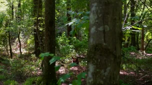 Panning Time Lapsed Schot Van Bomen Het Bos — Stockvideo