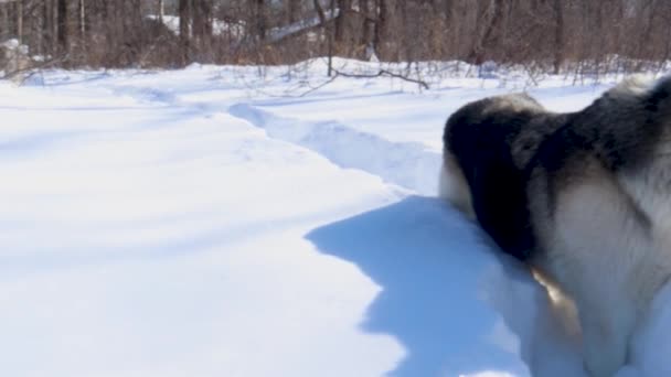 Langzame Panning Shot Van Een Husky Wolf Zittend Sneeuw — Stockvideo