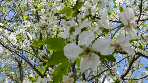 Blooming Cherry Trees Background Sky Sun Passes Branches Spring Mood — Video Stock