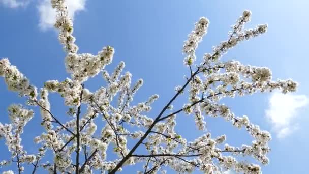 Blooming Cherry Trees Background Sky Sun Passes Branches Spring Mood — Αρχείο Βίντεο