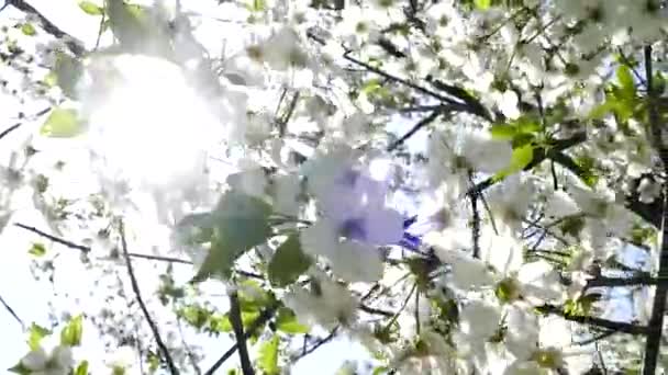 Blooming Cherry Trees Background Sky Sun Passes Branches Spring Mood — стоковое видео