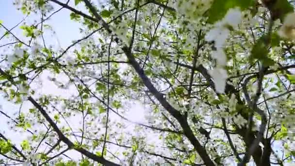 Blooming Cherry Trees Background Sky Sun Passes Branches Spring Mood — Video Stock