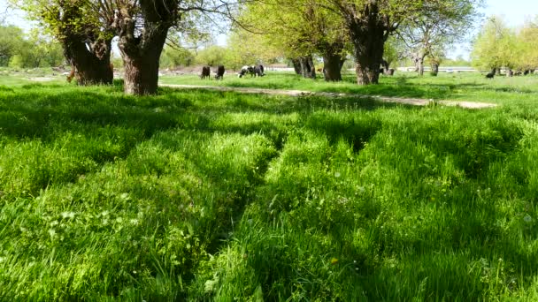 一群奶牛在草木茂盛的草地上放牛 稀奇古怪的桑树 狗饲养羊群 — 图库视频影像