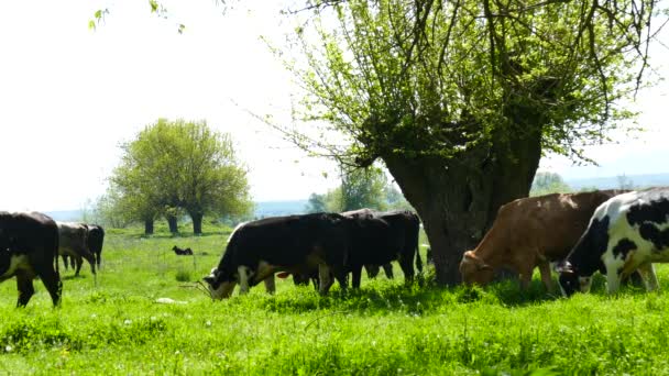 Een Kudde Koeien Weide Van Een Weiland Met Weelderig Gras — Stockvideo