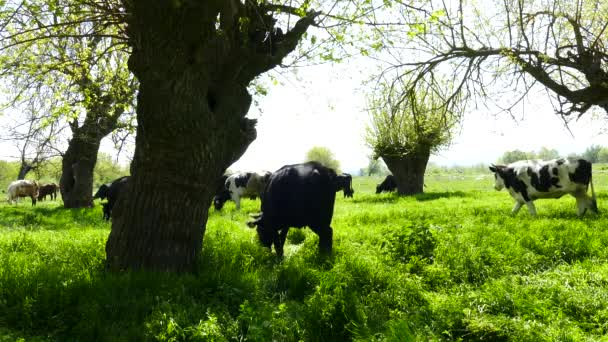 Herd Cows Pasture Meadow Lush Grass Odd Thick Mulberry Trees — Stock Video