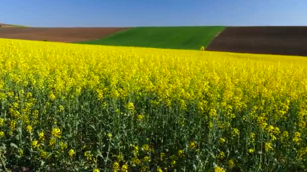 Fields Blooming Rapeseed Spring Rural Landscape Danubian Plain Bulgaria — Video Stock