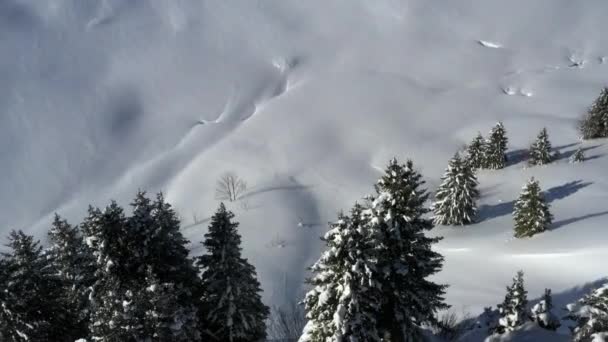 Uitzicht Vanuit Lucht Een Berghelling Met Pijnbomen Franse Alpen Winter — Stockvideo