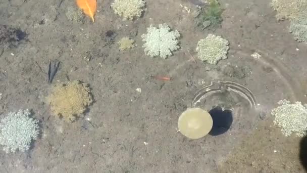 Deniz Şakayığı Bir Yerden Diğerine Bir Mangrovdaki Doğal Ortamında Hareket — Stok video